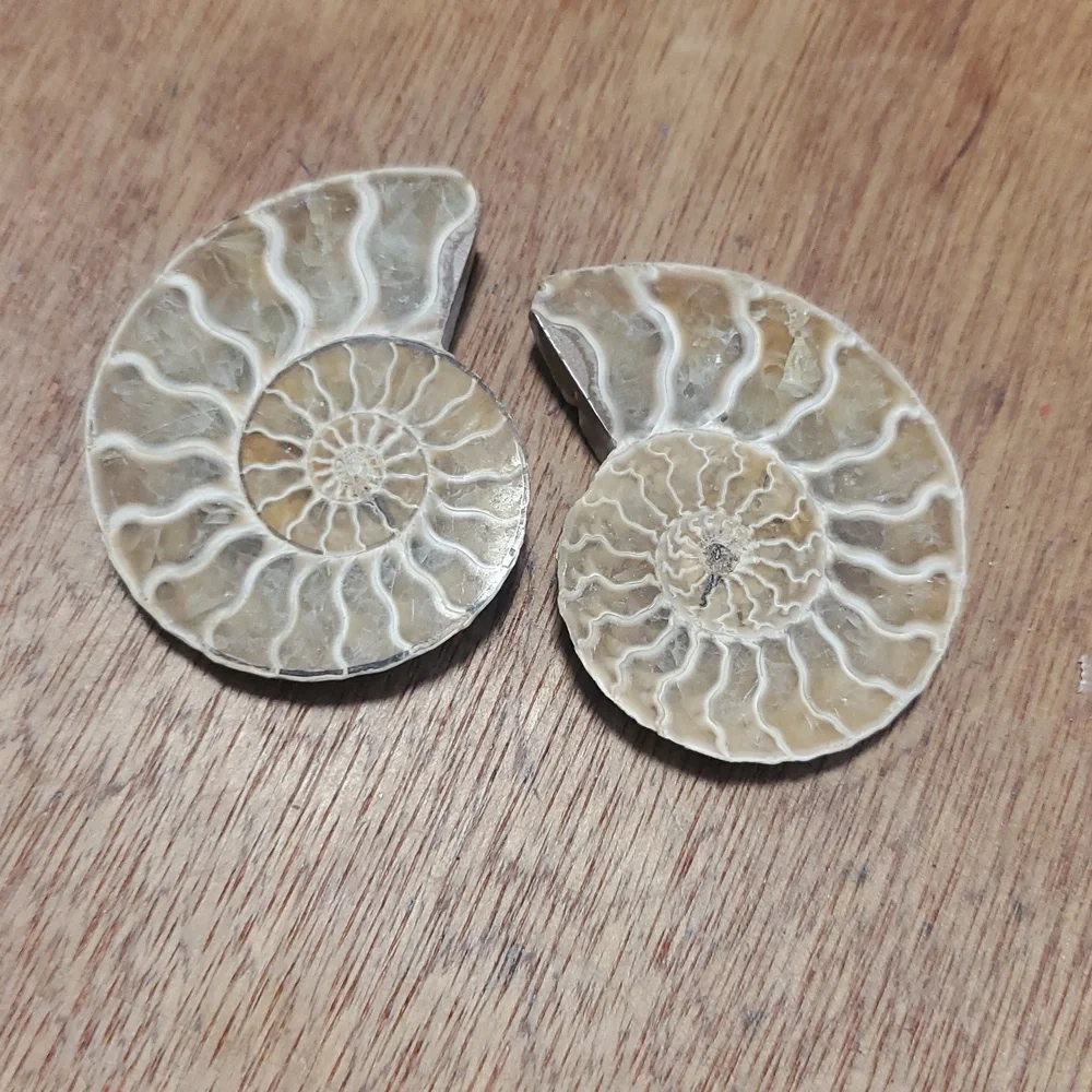 Ammonite Fossil Halves – Polished Interior GS